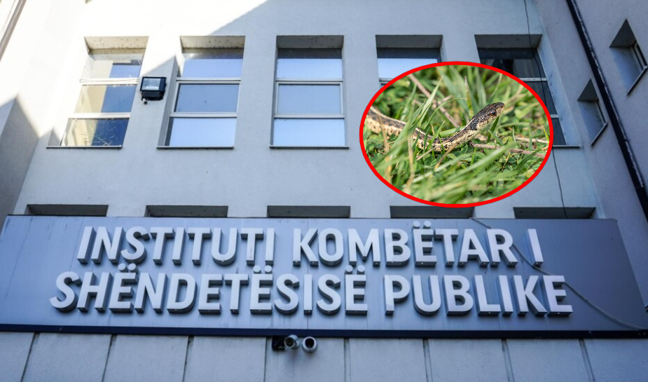IKSHPK apelon për kujdes nga gjarpërinjtë – Jep rekomandime se si të veprohet në rast të kafshimit