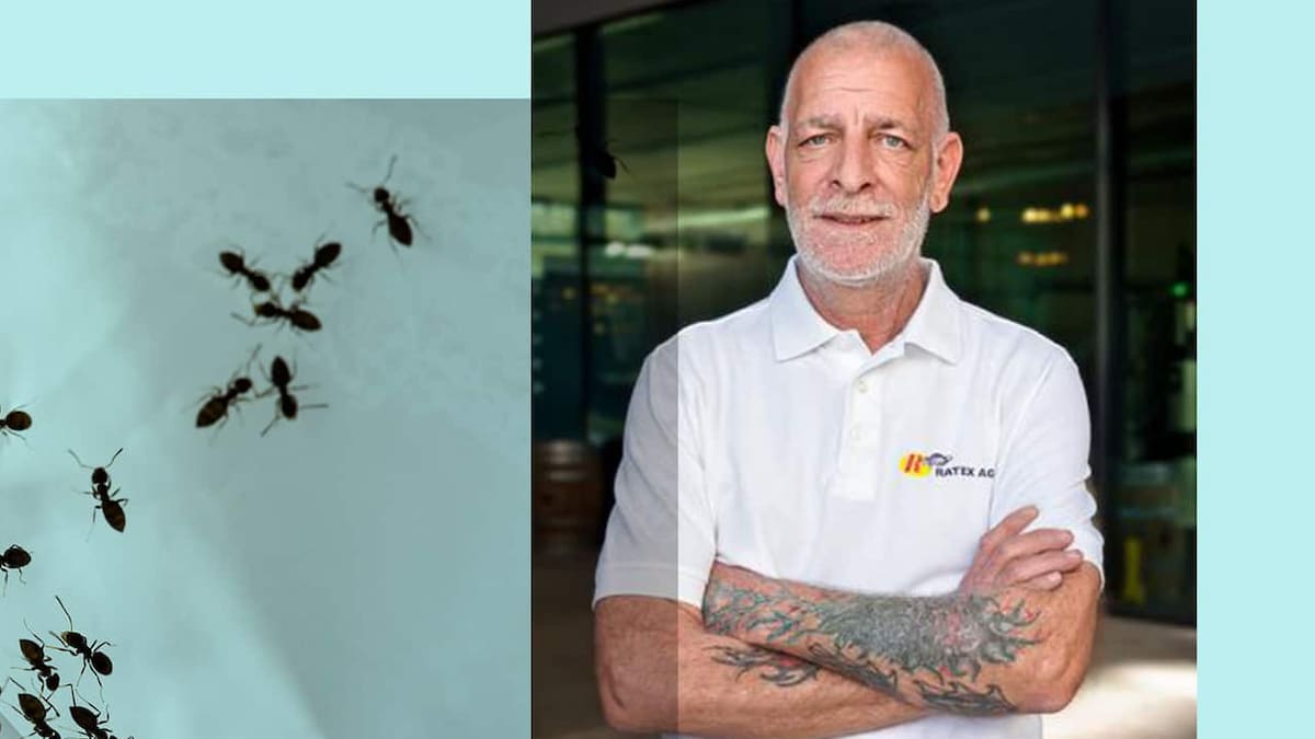 Kontrolli i dëmtuesve jep këshilla: “Anshtë një vit ekstrem i milingonave”