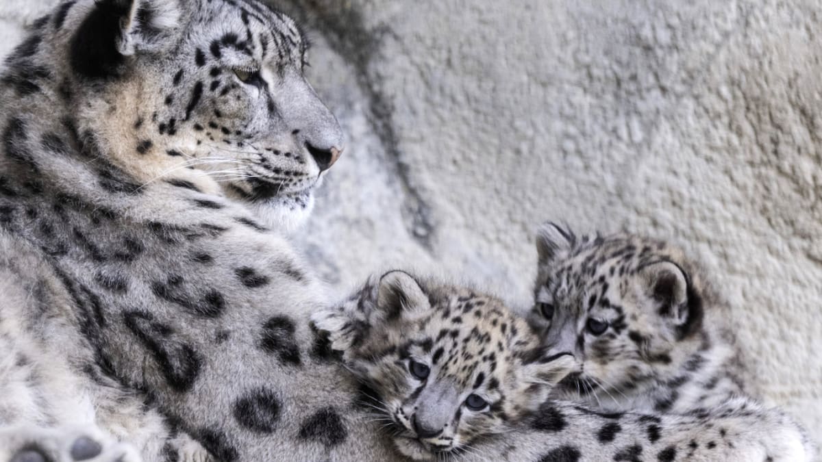 Talenti i ri në kopshtin zoologjik të Cyrihut: Snoweopardin lind tre të rinj