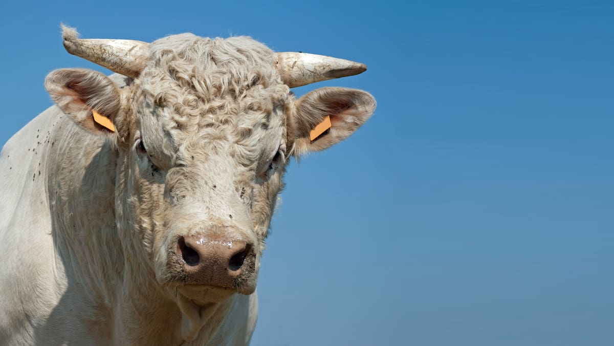 Aplikacioni “Alert Zviceran” paralajmëron: “Sillni veten në siguri”: Bull Agresiv Rages në Kantonin e Neuchâtel