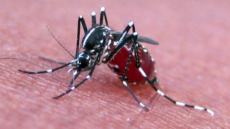 Kina përballet me virusin e ri, 5000 raste të infektimit me Chikungunya