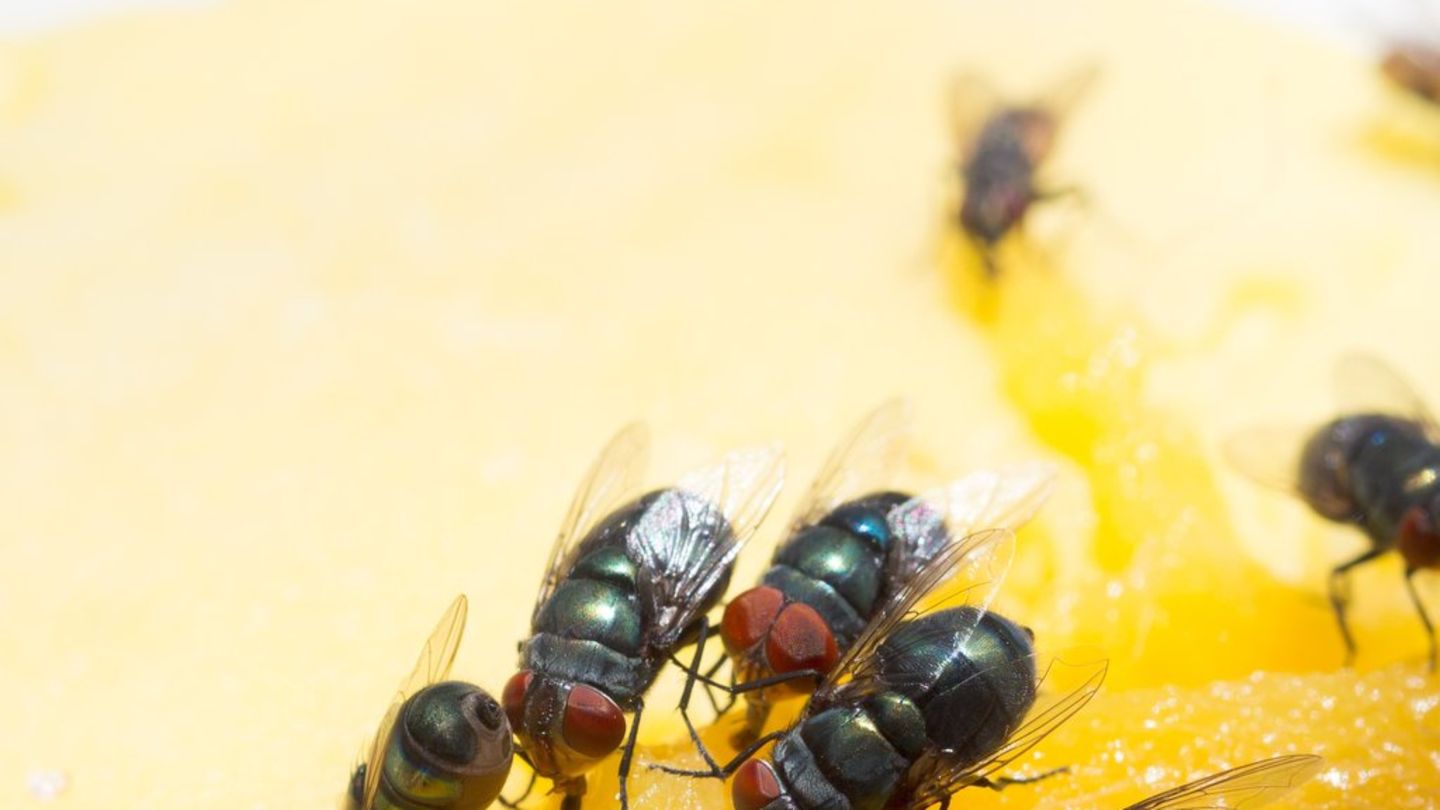 Mizat e frutave: Kjo me të vërtetë ndihmon kundër insekteve