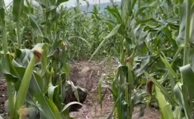 Vrasja dhe groposja e Enver Bajraktarit në Lipjan, arrestohet një i dyshuar