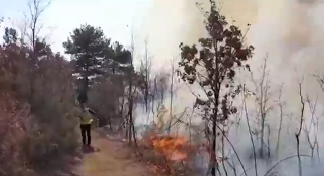 Vatra zjarri ende aktive në Gramsh, groposen bagëtitë e djegura